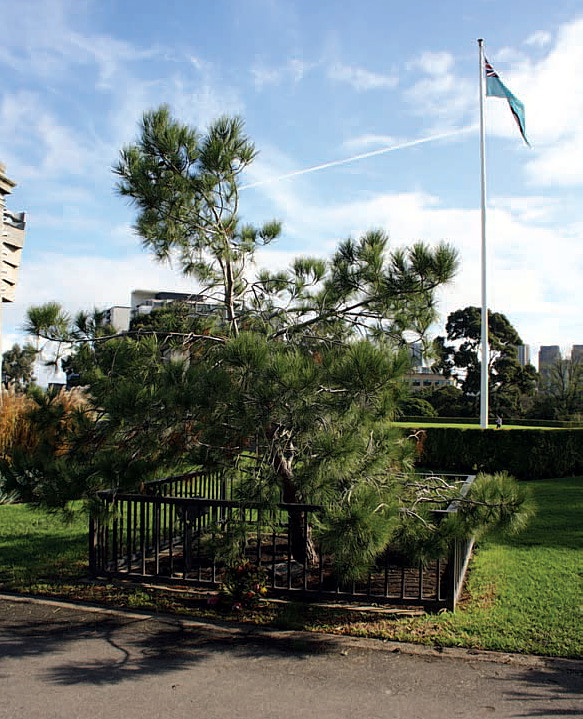 Figure 2. A ‘Lone Pine’ tree in the Shrine Reserve in Melbourne, planted on 24 April 2006